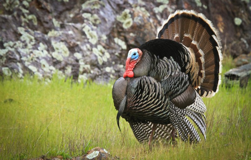 Meleagris gallopavo