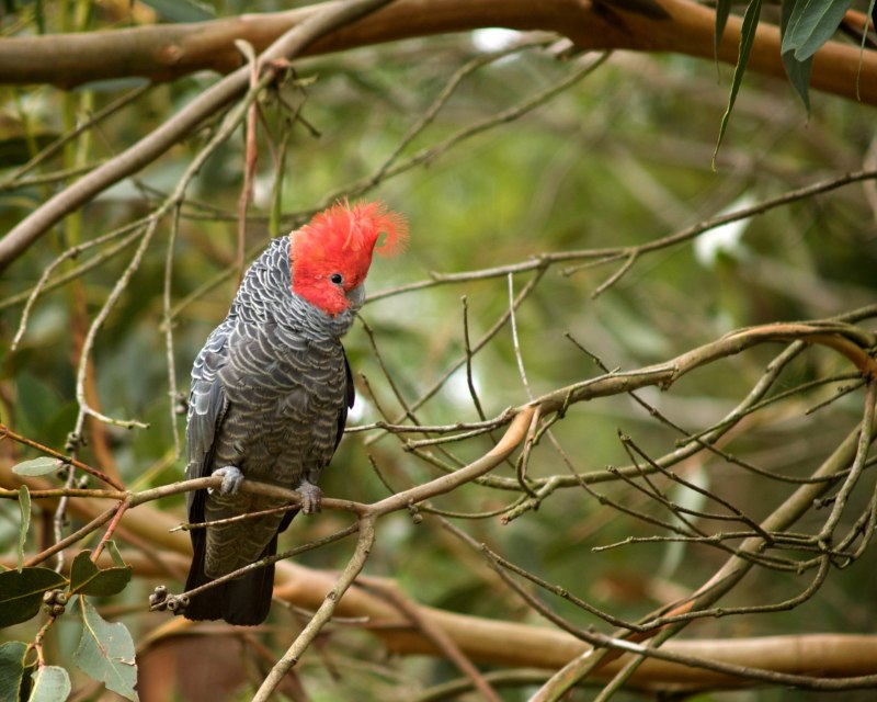 Callocephalon fimbriatum