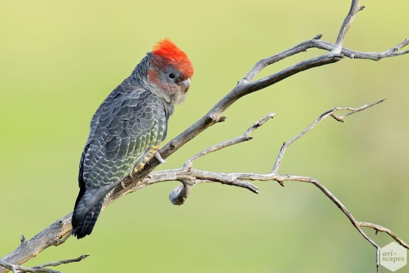 Callocephalon fimbriatum