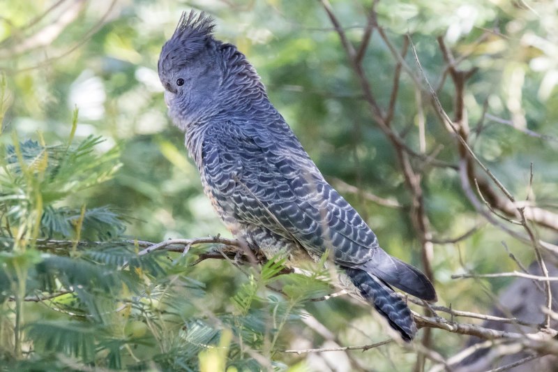 Australian Green headed and Red Cockatoo