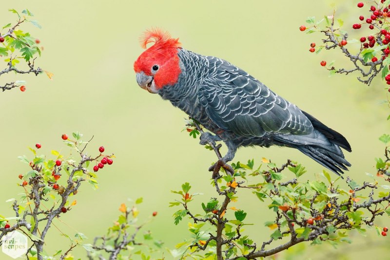 Gang gang Cockatoo птенец