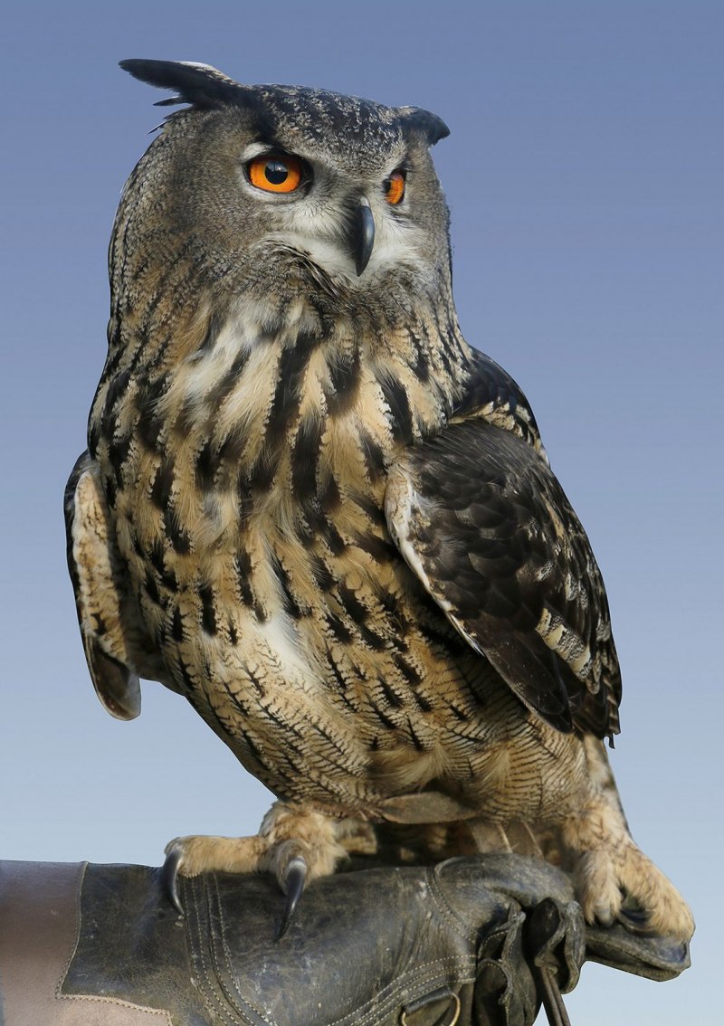 Королевский Филин
