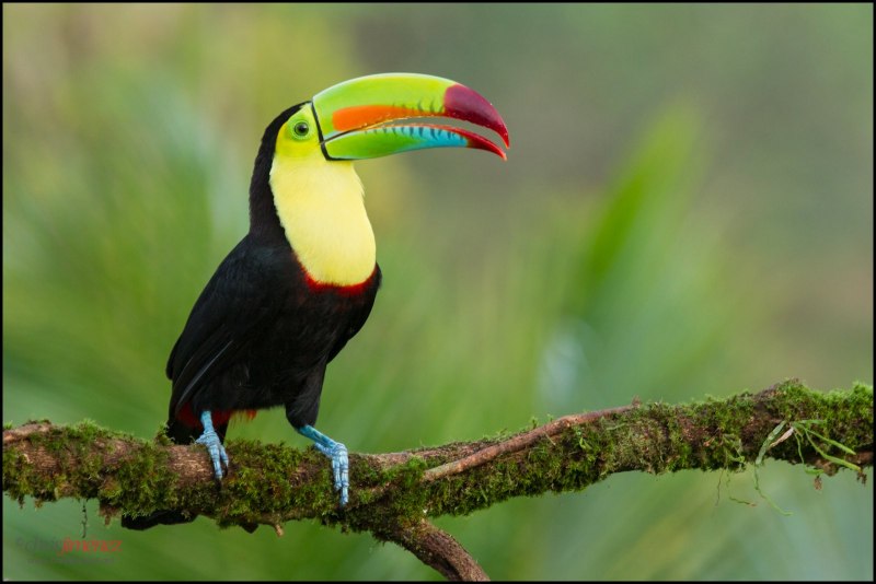 Тропическая птица с большим клювом (52 фото)