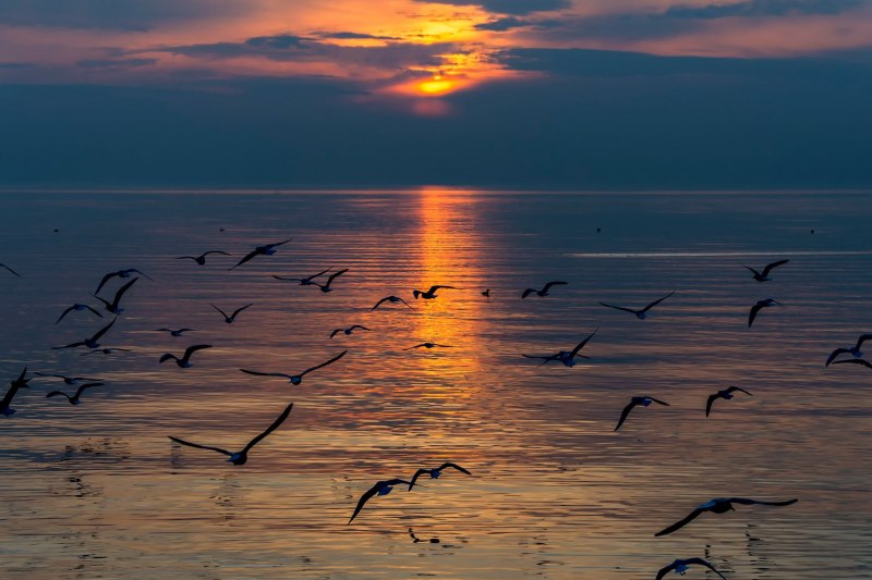 Море Чайки закат