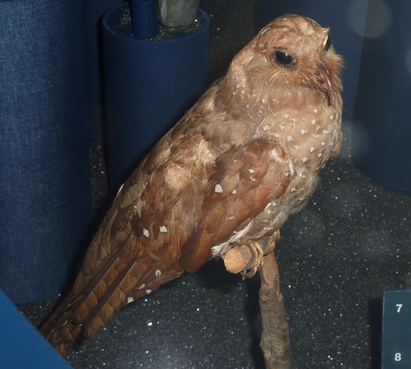 Гуахаро Steatornis caripensis