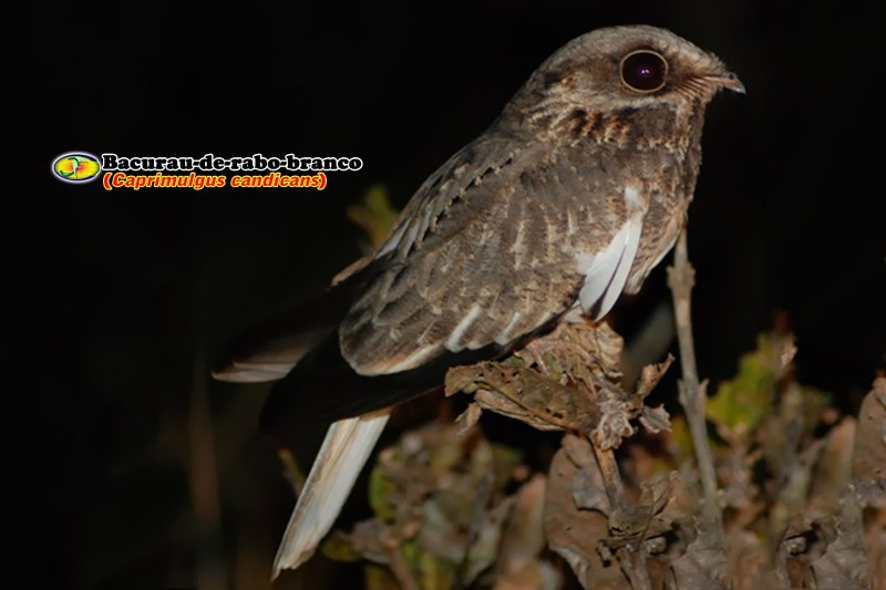 Обыкновенный козодой (Caprimulgus europaeus)