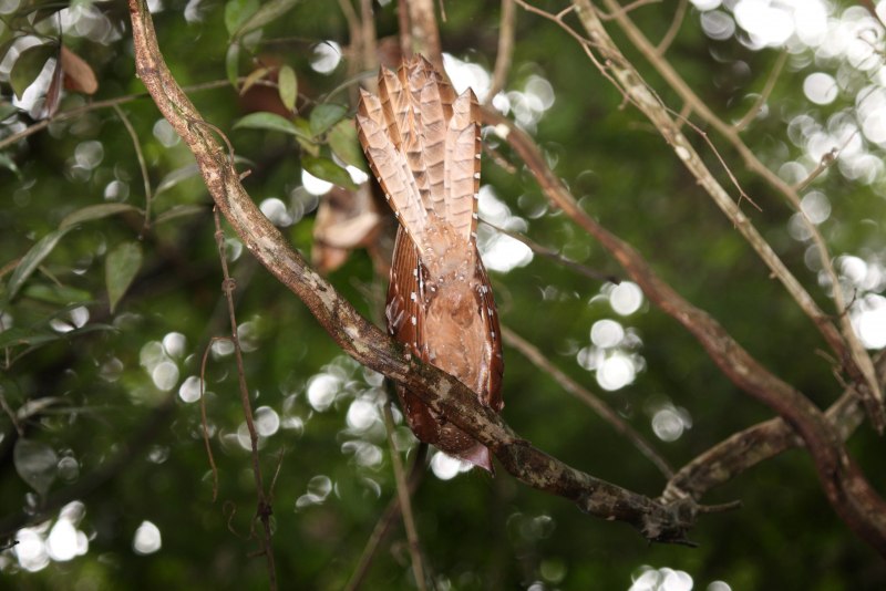 Steatornis caripensis