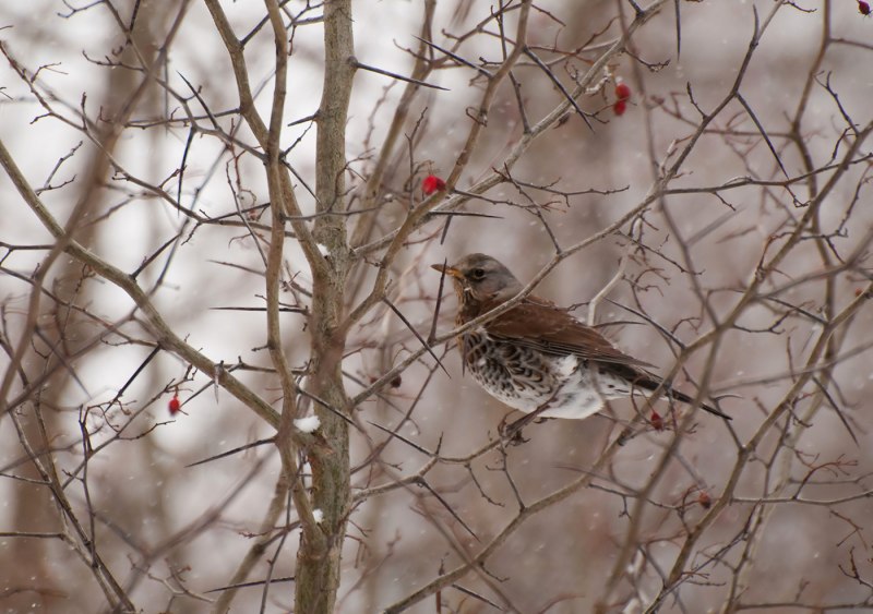 Turdus pilaris (l.)