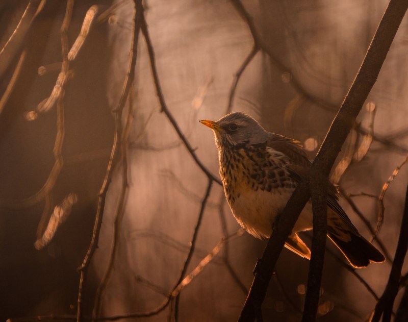 Turdus pilaris Linnaeus – рябинник