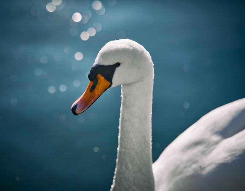 Клюв водоплавающих птиц