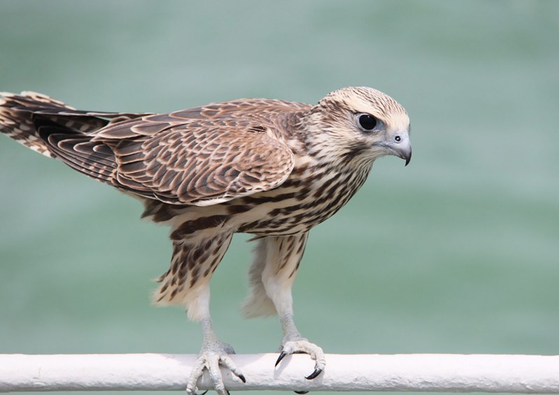 Балобан Falco cherrug
