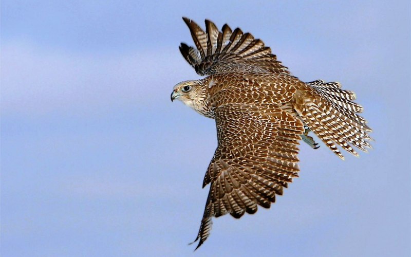 Балобан Falco cherrug
