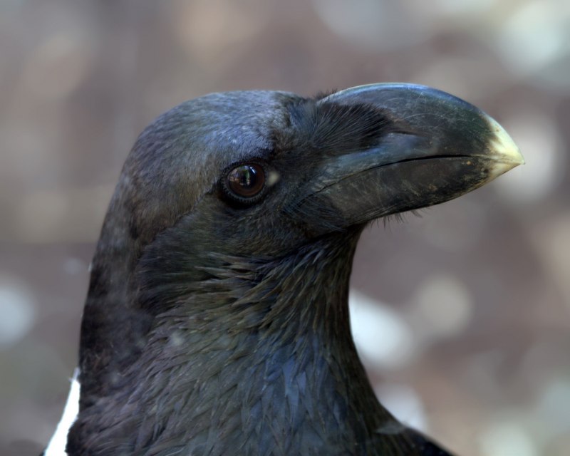 Corvus albicollis