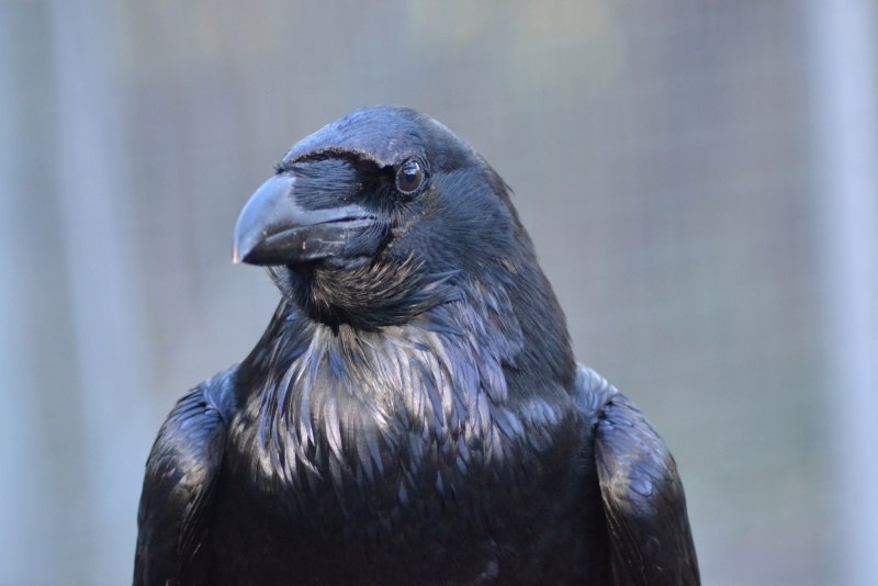 Old_Raven Казань