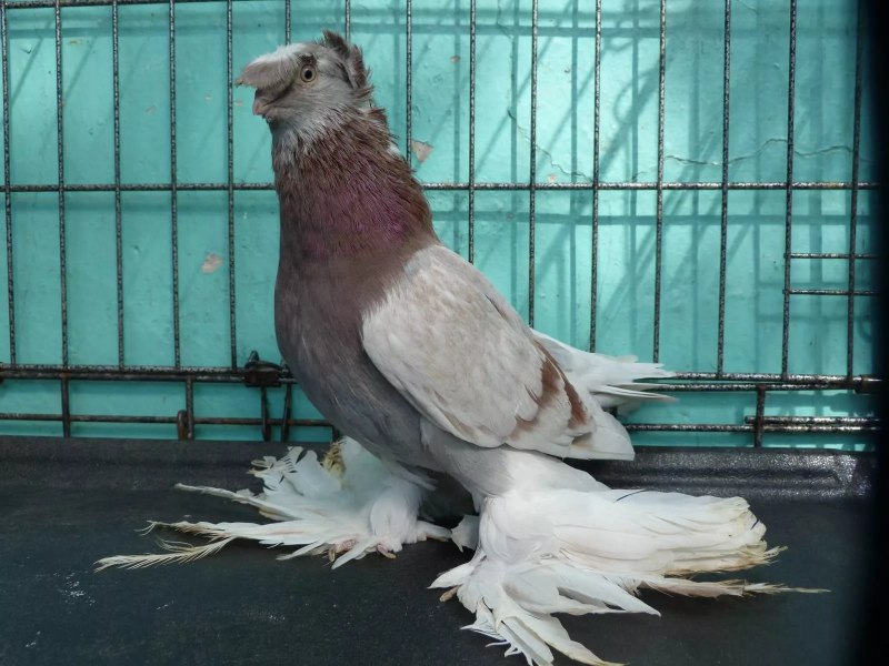 Ташкентские голуби (50 фото)