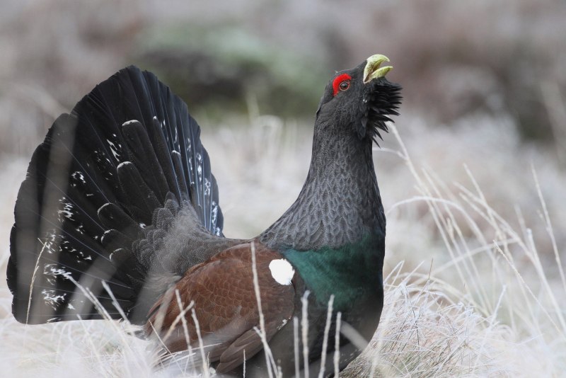 Глухарь (Tetrao urogallus)