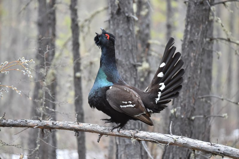 Глухарь Сибирский