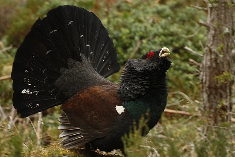 Lekking Capercaillie