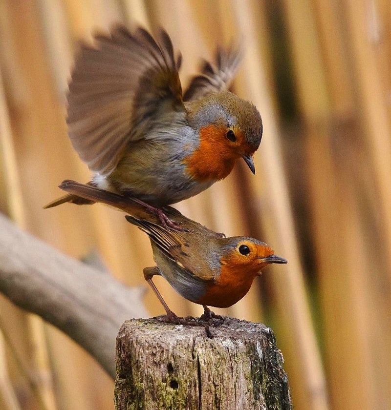 Зарянка – Erithacus rubecula