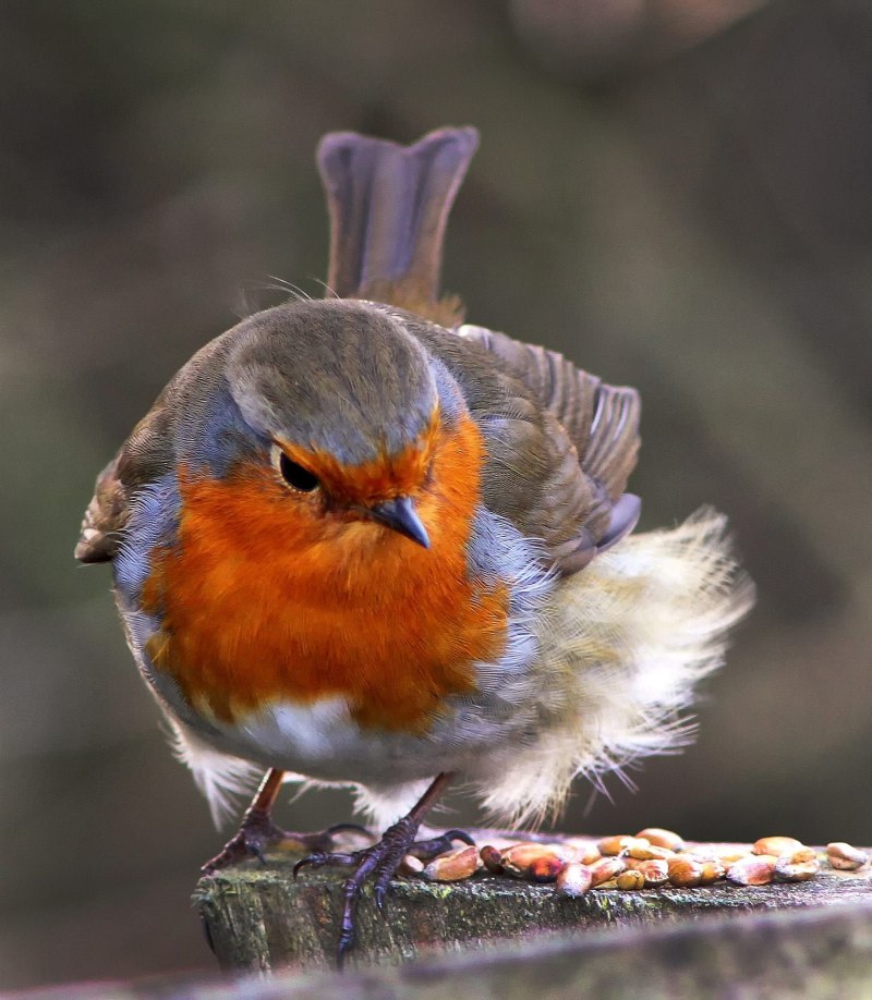 Erithacus rubecula