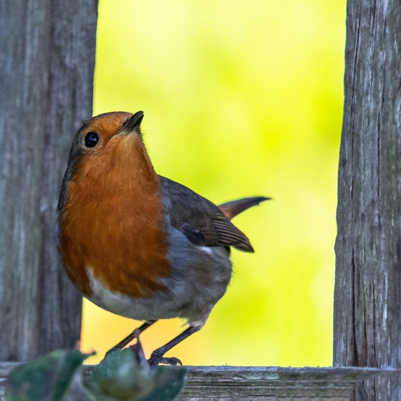 Erithacus rubecula Малиновка