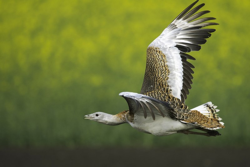 Houbara Bustard