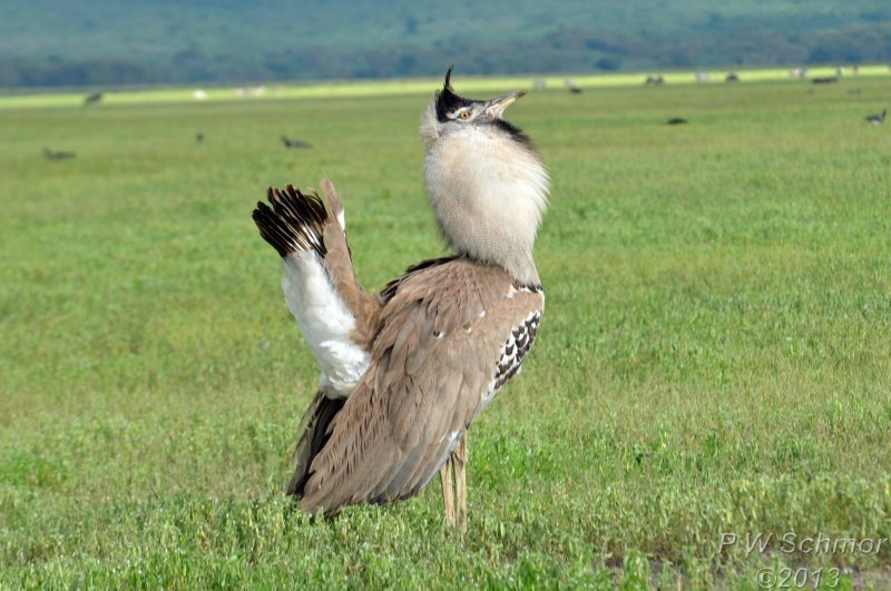 Chlamydotis macqueenii