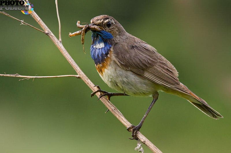 Рябчик Tetrastes bonasia