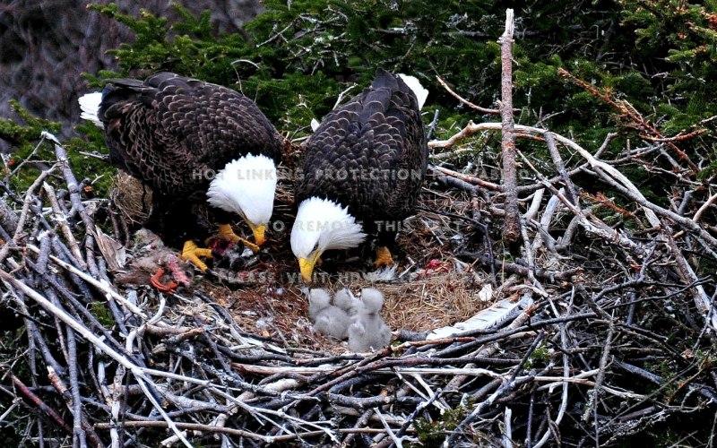 Eagle chick
