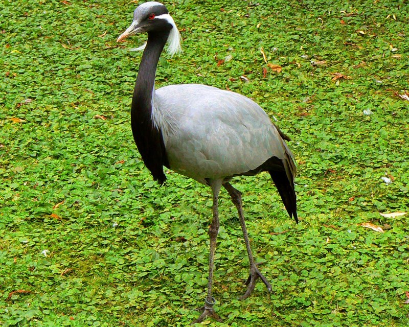 Anthropoides Virgo