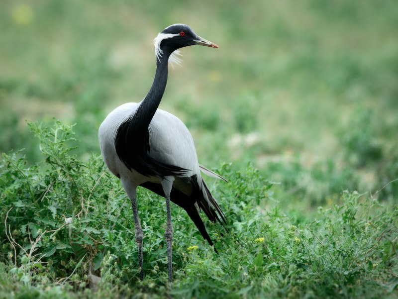 Журавль-красавка (anthropoides Virgo)