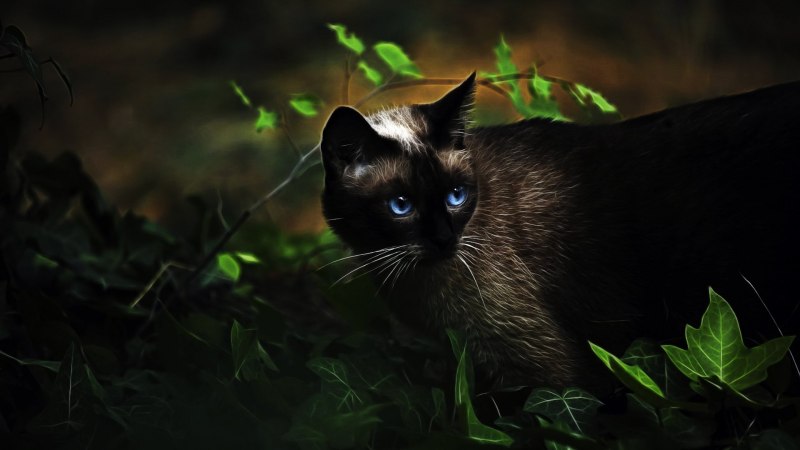 Сиамская кошка