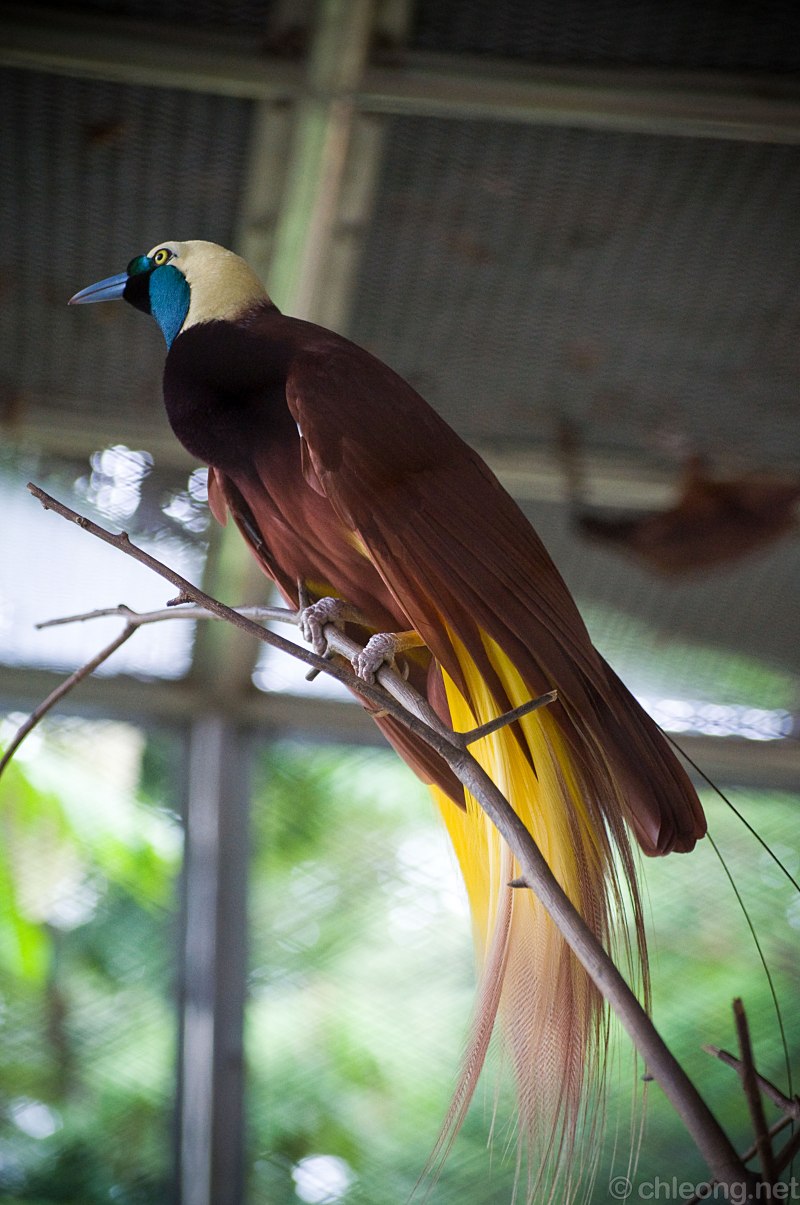 Paradisaea Guilielmi