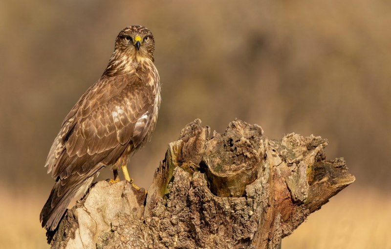 Обыкновенный канюк Buteo Buteo