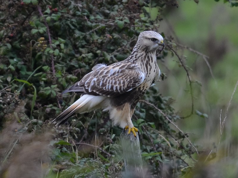 Обыкновенный канюк Buteo Buteo