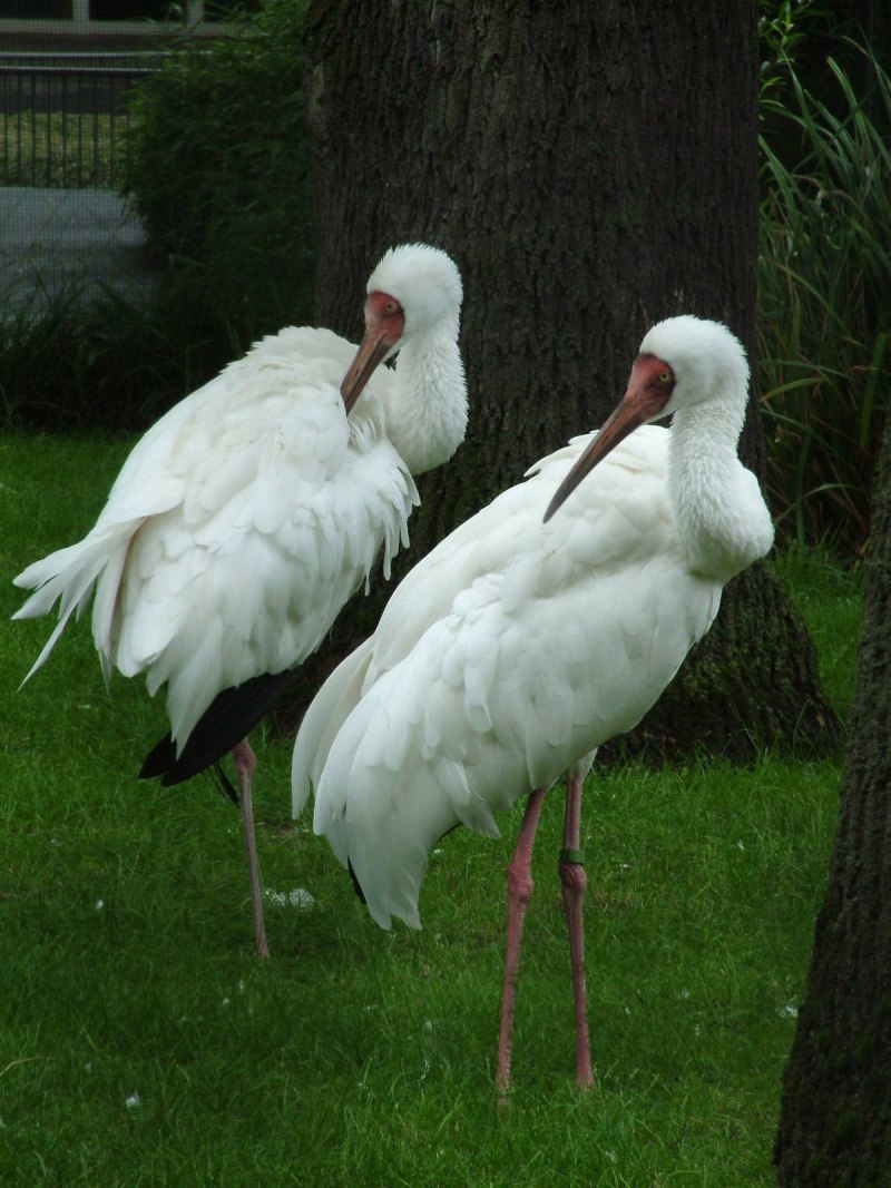 Ciconia Ciconia
