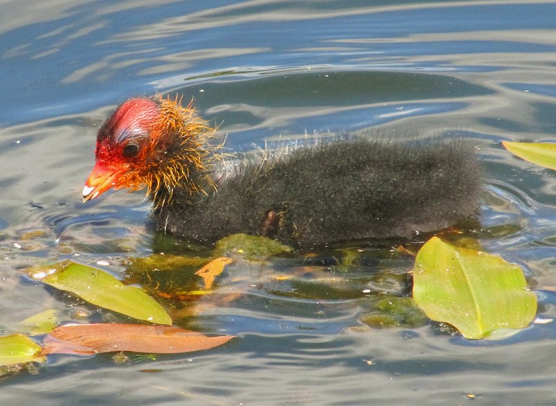 Птенец лысухи