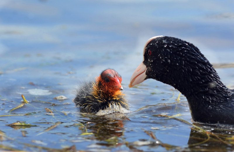 Лысуха птица птенец