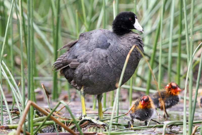 Лысуха птица птенец