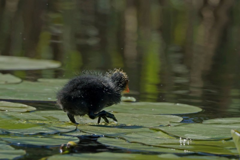 Птенец бежит по воде