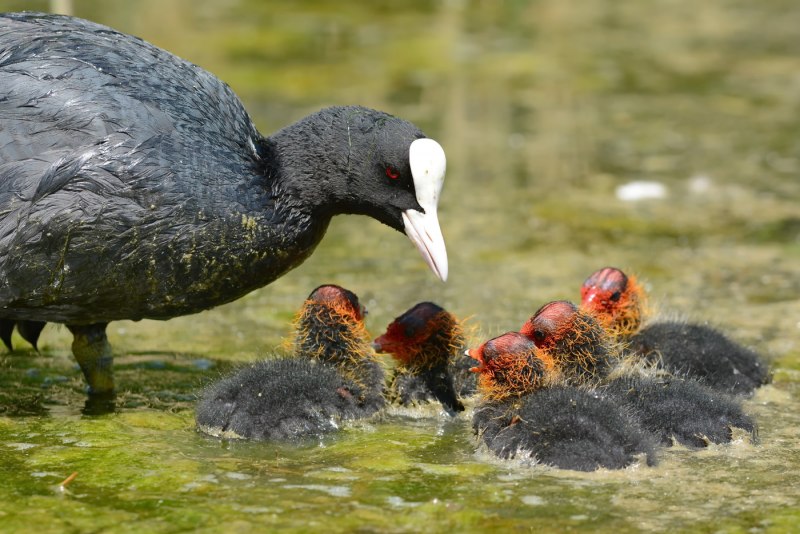 Американская лысуха птенец
