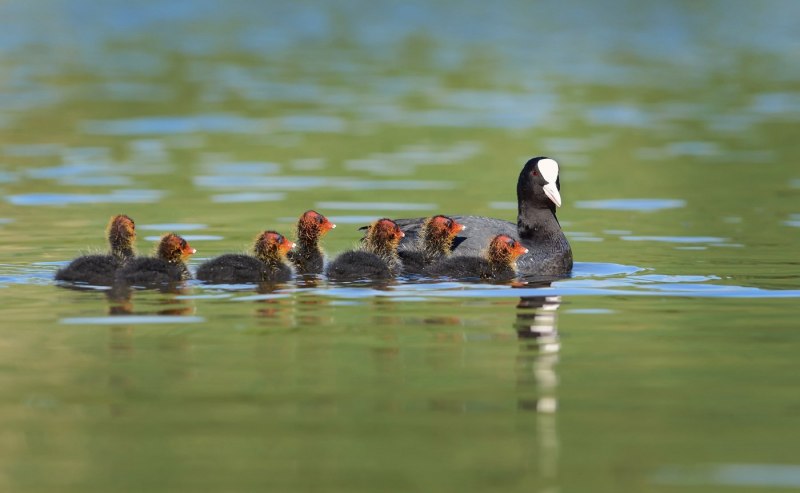 Лысуха с выводком