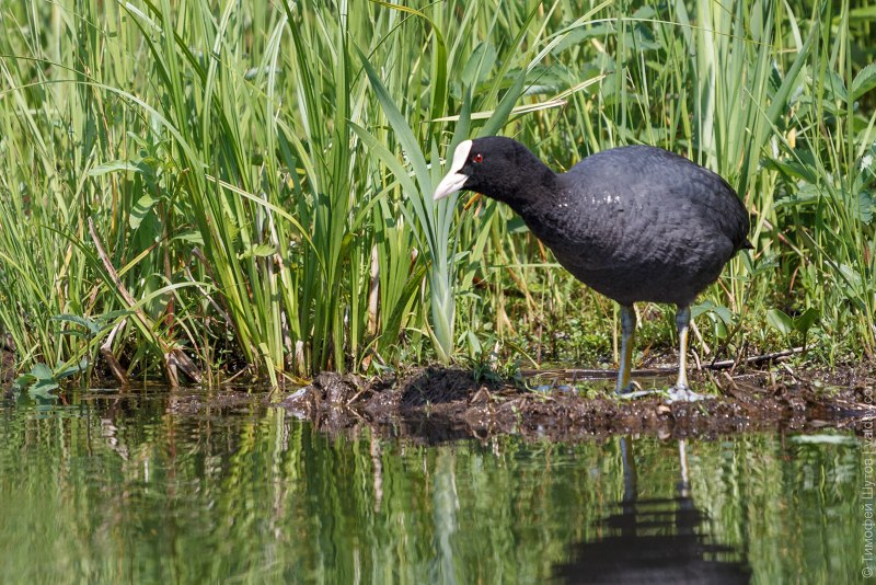 Лысуха птица птенец