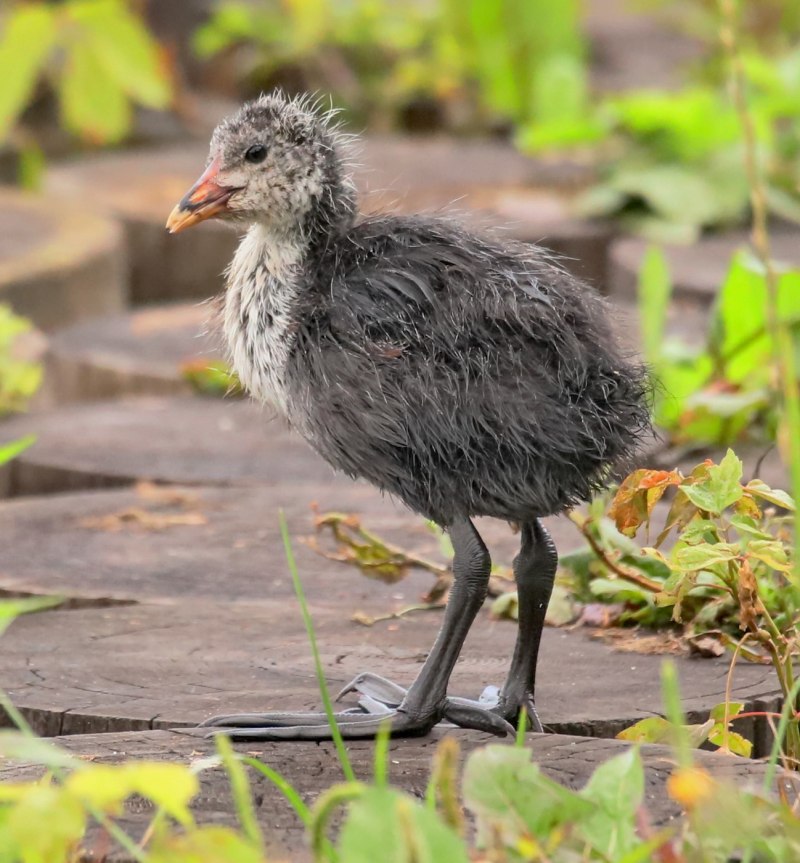 Лысуха птица птенец