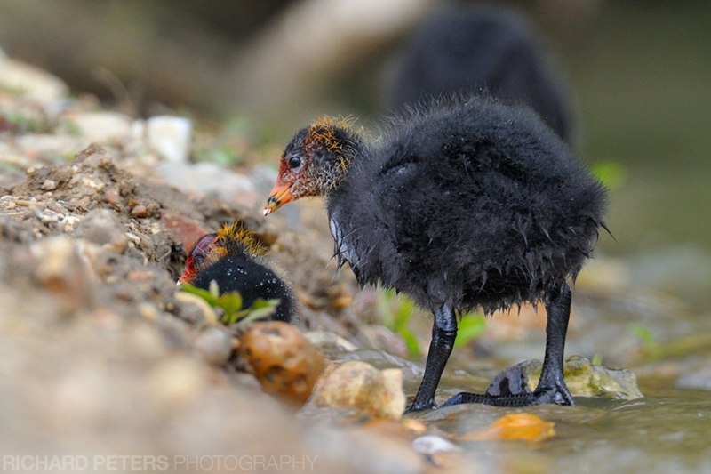 Белолобая лысуха