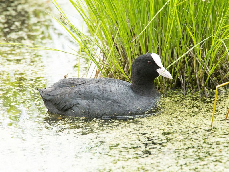 Утка лысуха