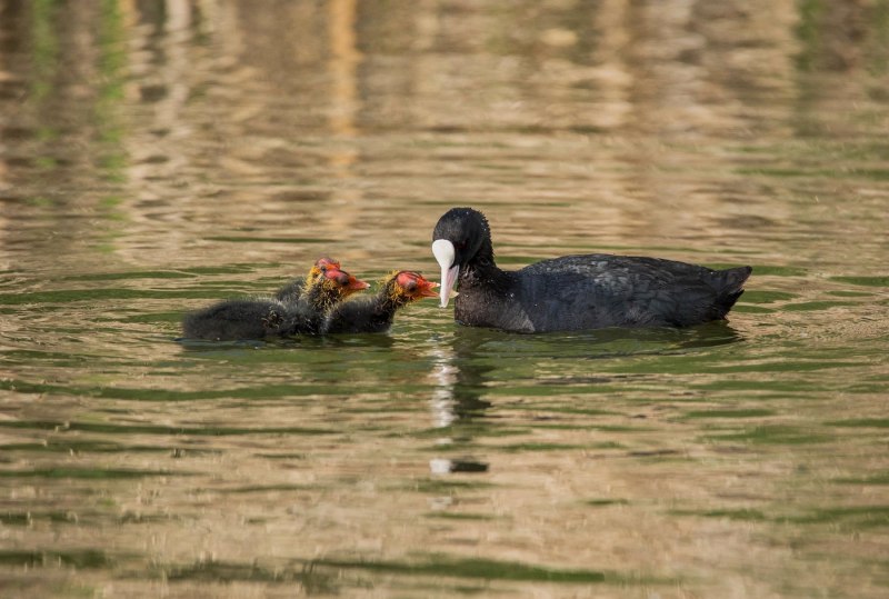 Птенец лысухи