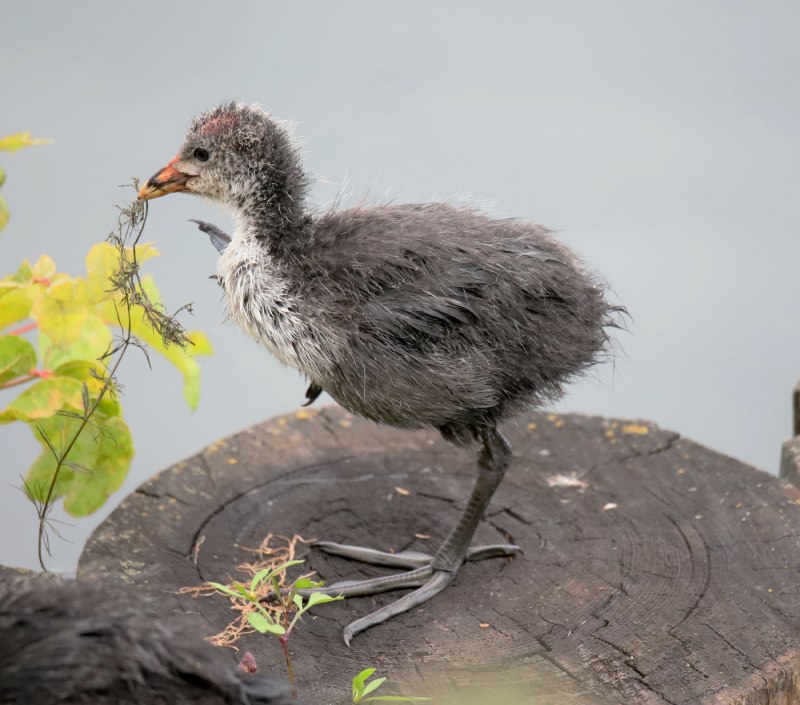 Птенец лысухи