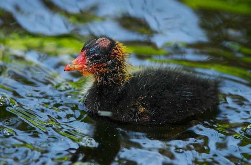 Американская лысуха птенец фото