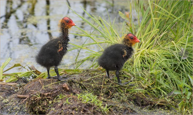 Птенец лысухи